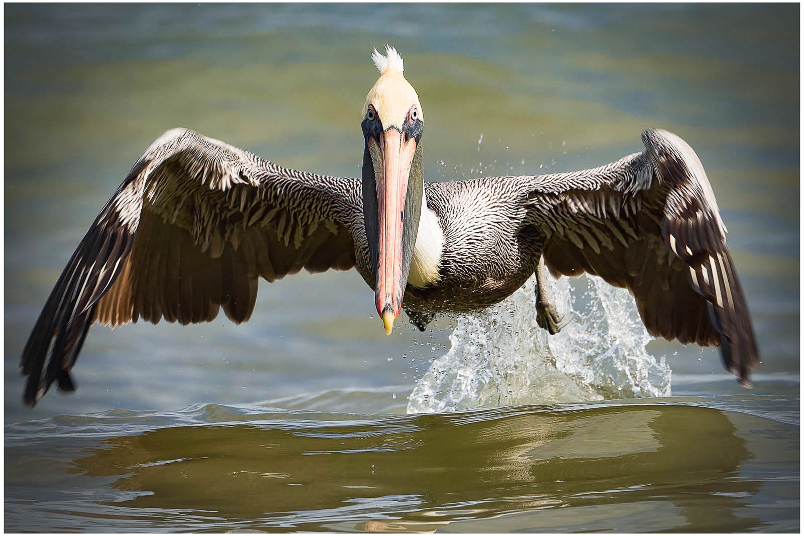 1st Place - Karen Curnow - Coming In To Land